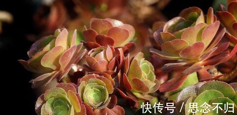 夏天室内养多肉好处多，度夏省心，但要注意3件事，不然还是会挂！