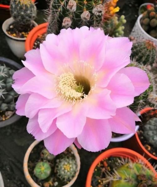 它们是“耐旱花”，盆栽1、2个月浇水1次，轻松花开满树