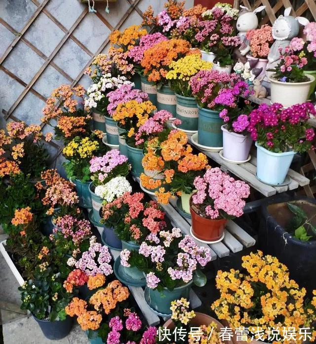 客厅最旺宅的6种花,一种比一种好养,一棵比一棵好看