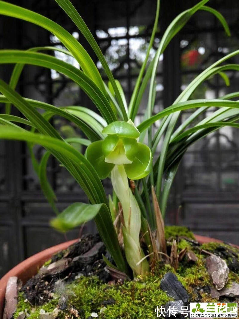 低温|兰花一直不开花与春化有关，与植物春化又不同，可以试下另外两种方法