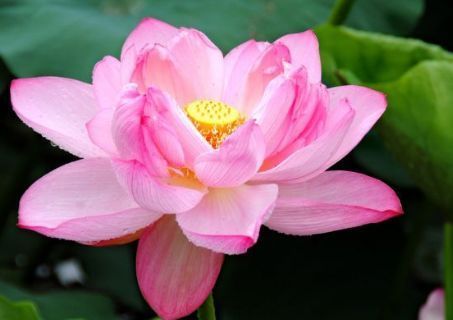 新手养花,不如养盆花中精品“胭脂红”,仙气十足,尤为特别