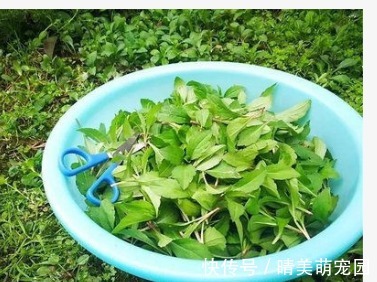 蒲公英花|青菜比肉还贵?立冬后,农村5种时令野菜可以吃了,比春天还鲜嫩