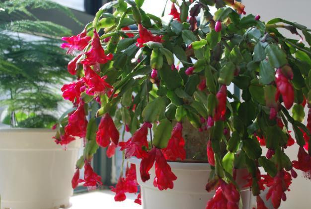 废油|厨房里这3样垃圾,废油、鸡蛋壳、淘米水,拿来养花效果一级棒