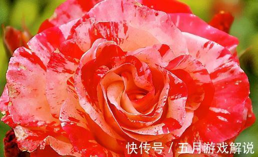 3款画家系列月季,你喜欢哪一款