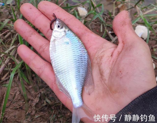 冬钓时,有漂相却老不中鱼?原来是这几步没做好,知道的人不一般