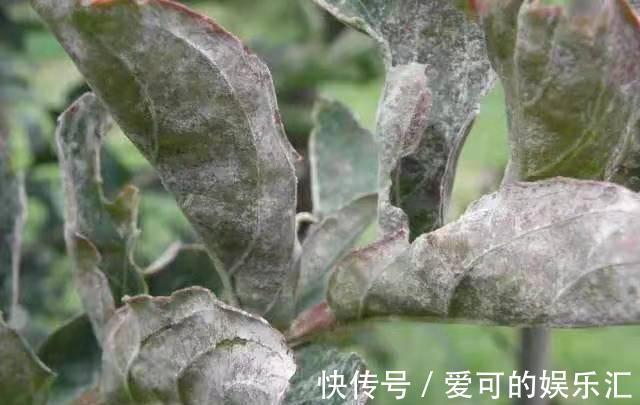 还在为花卉盆栽常见的几种病害烦恼，有了它，轻松解决一切问题