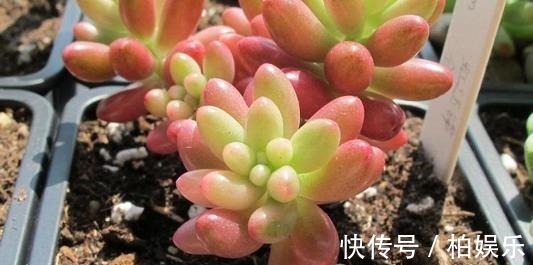 叶片|养多肉不修根等于白养,这么一弄突突疯长!