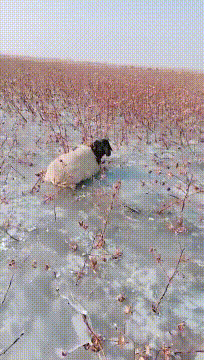 |搞笑GIF:只因在人群中多看了她一眼 结果在医院住了一个月