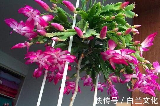 什么黄豆水、淘米水都不如“它”,1勺就爆盆,不用发酵无异味!