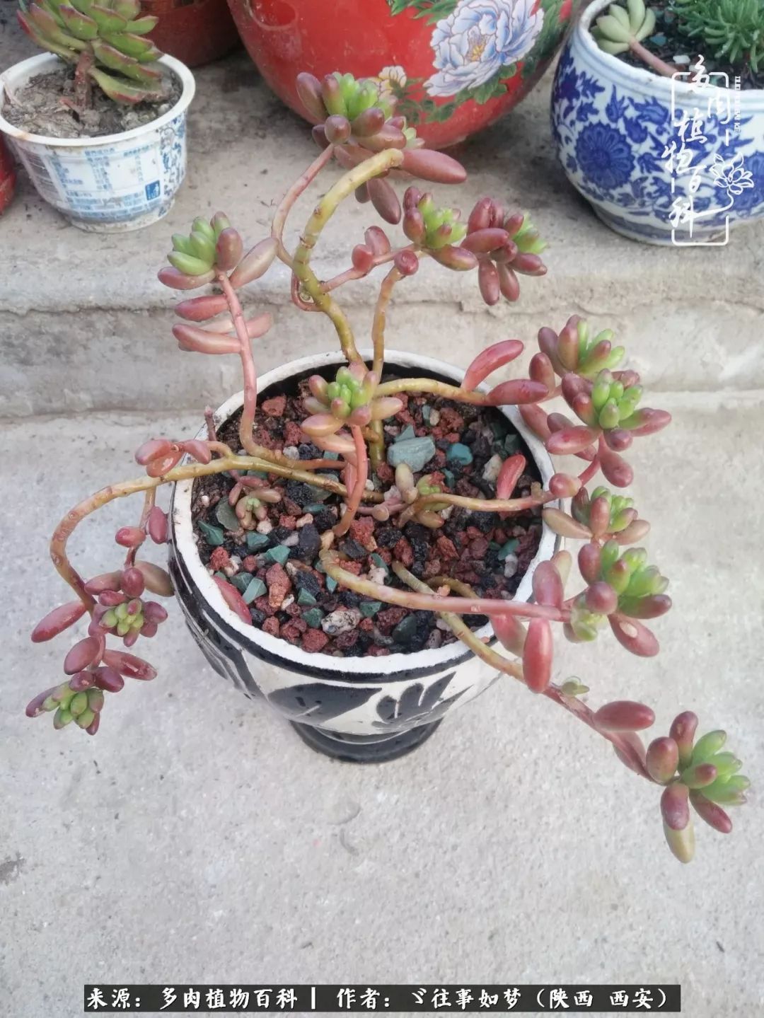 愿你付出甘之如饴,愿你所得归于欢喜!