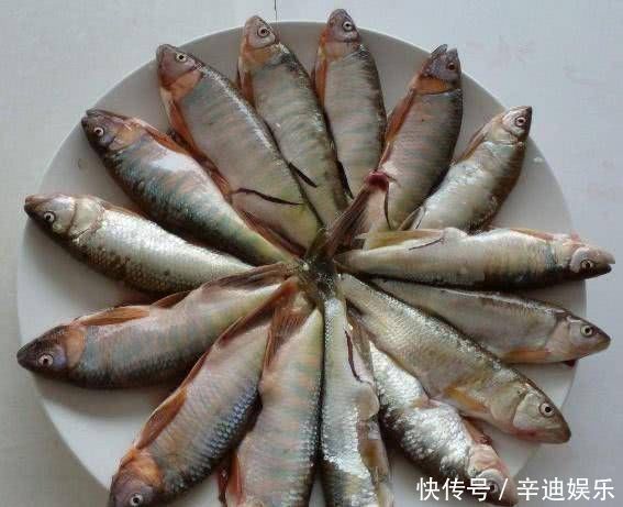 农村|农村的这两种野鱼，虽然长得丑，但是味道非常的鲜美