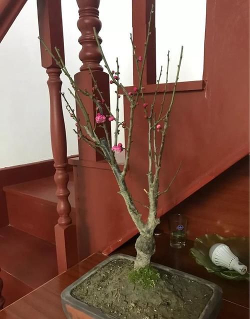 春节来临，为了营造气氛，你在家里摆上什么鲜花？