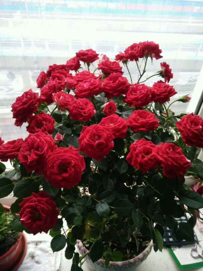 “珍品玫瑰”汤姆奥桑特，水果香味，淡雅秀美，喜欢玫瑰不妨试试