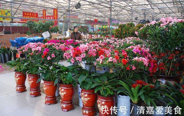 火火|过年之前,给家里养上6种花,花朵红红火火、寓意美好