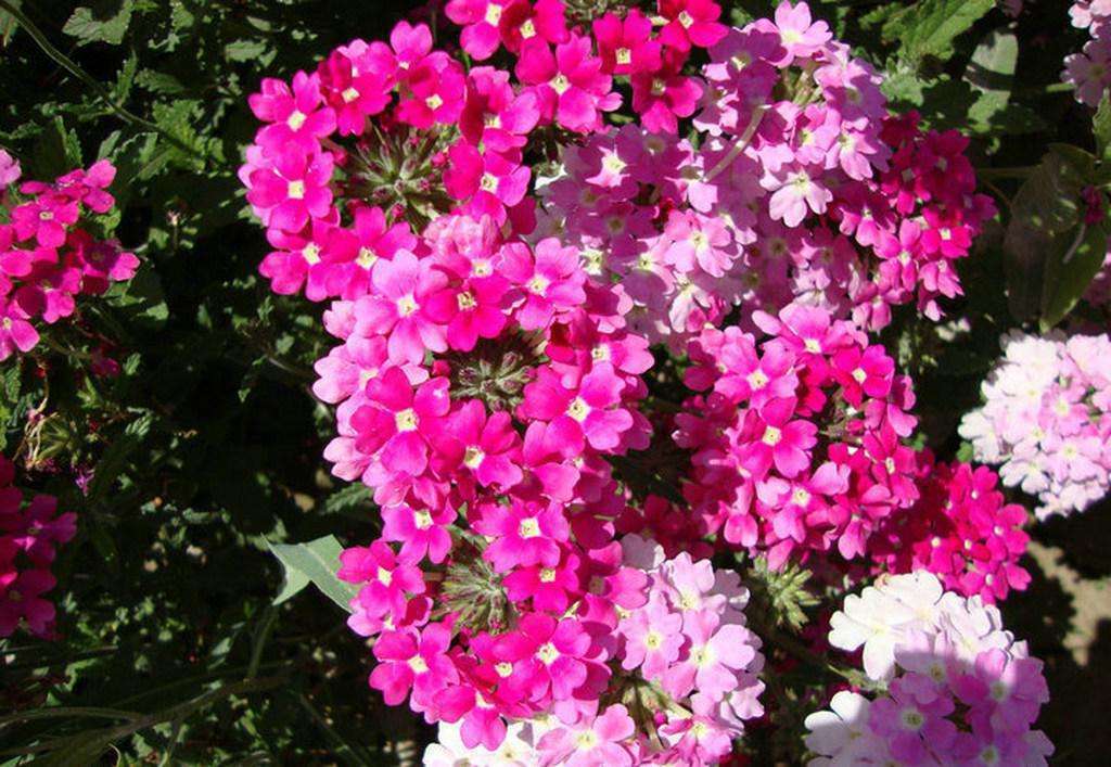 阳台养这“3种花”，花开上百朵，1月开成“小花海”，邻居都羡