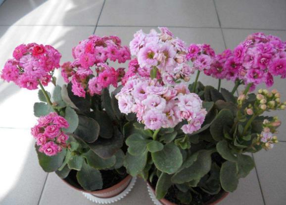 新手|新手花友养长寿花,该牢记哪些才能一年四季开花