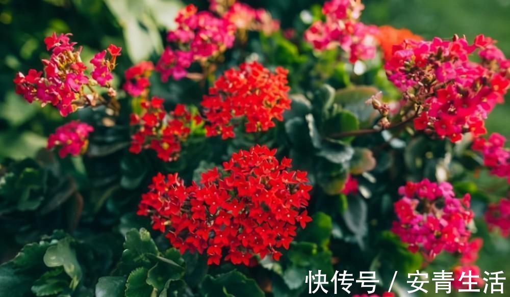 长寿花的品种越来越多,老单红却被淘汰,开花红艳为何不招人喜欢