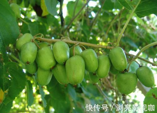 生根|阳台别只养花,种一棵果树,落土就生根,果子香甜可口!