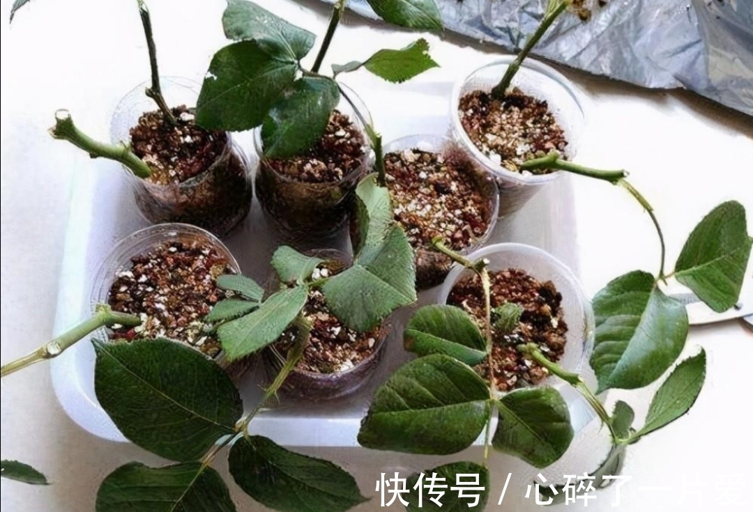 月季冬天也能扦插,只要做好这几个关键点,很快就能生根长新芽