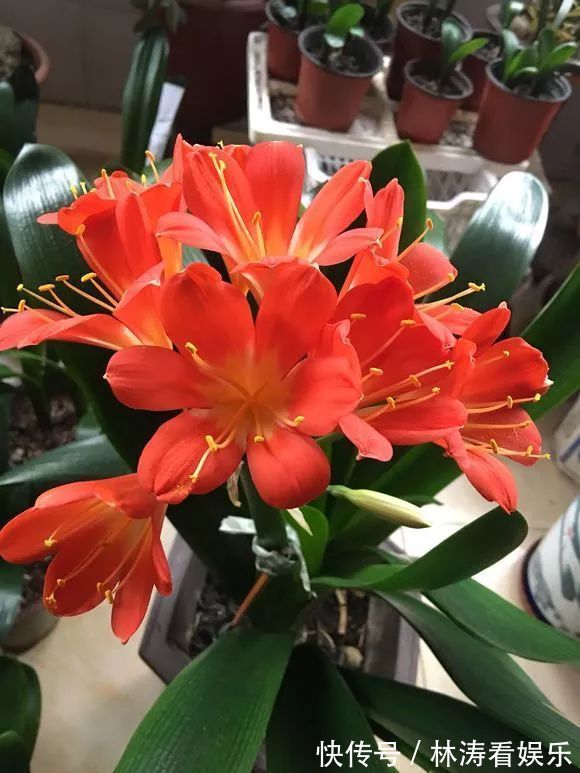 君子兰开花“讲究大”，简单改一改，花箭呼呼冒，花比拳头大！