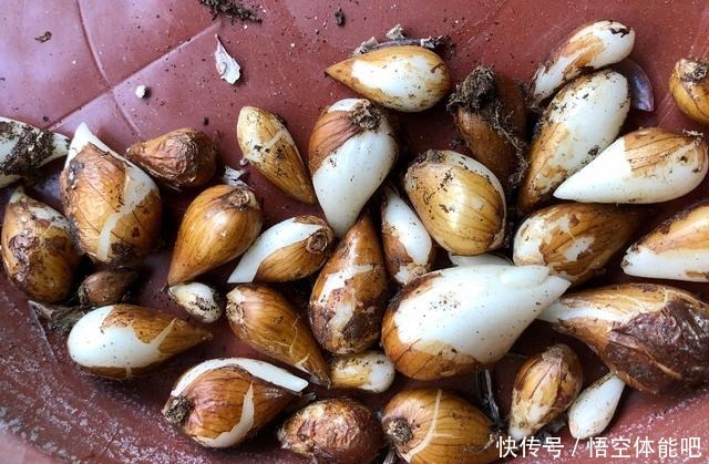 花一变这样，就是休眠了，赶紧换个地方养！花一变这样，就是休眠了，赶紧换个地方养！