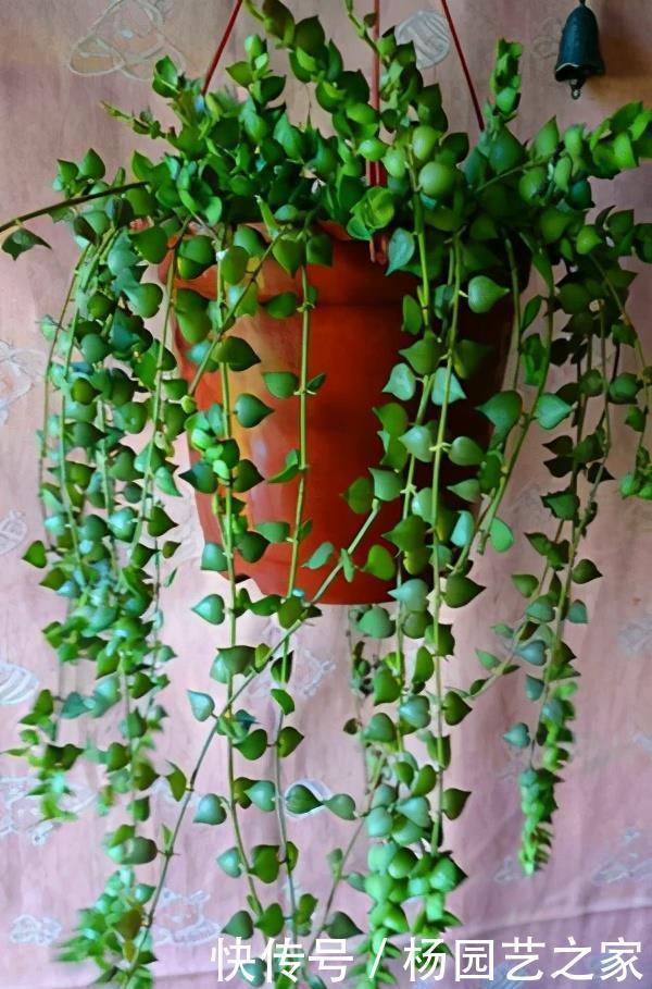 植株|封闭阳台不能养花?才不是呢!选这几种,打造自己的小花园