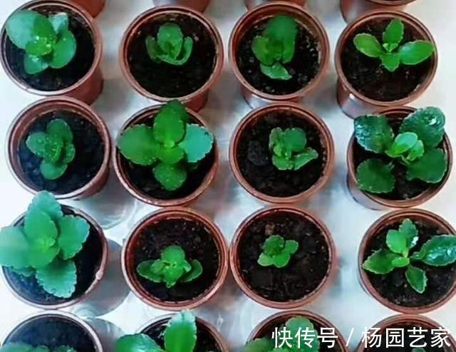 太阳花|天凉后，建议扦插4种花，“生根”后稍加养护就开花