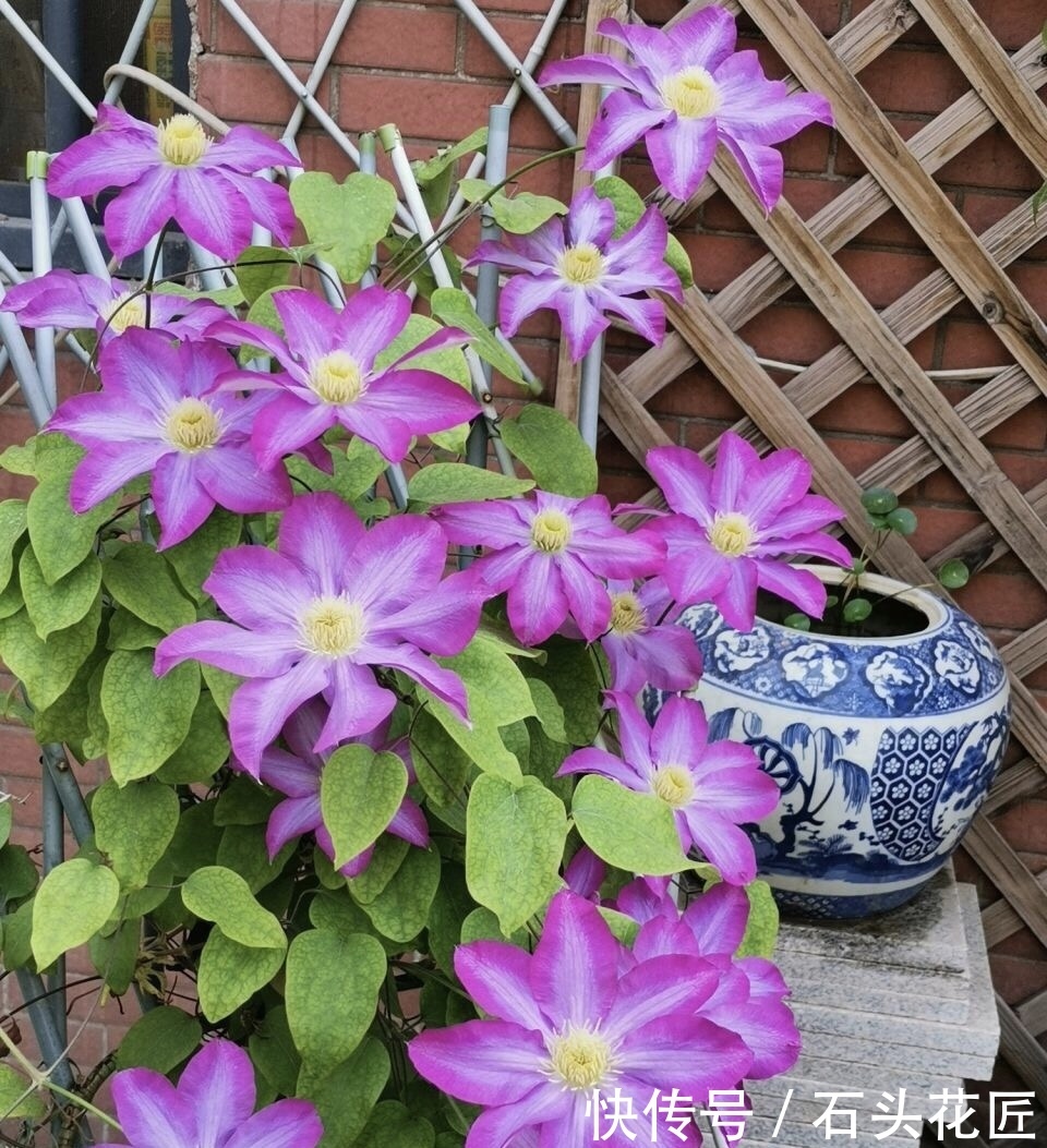 铁线莲|12月之前,养铁线莲要做对“3件事”,是明年开花的“保证”