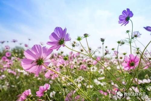 4种花太皮实，几粒种子丢盆里就呼呼长，不用管也能花开一大片！