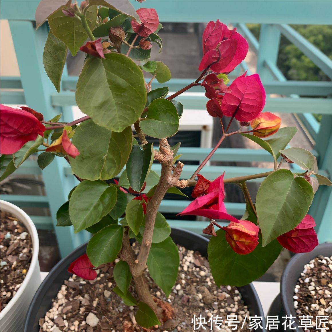 金钱树|夏天到了，8种花要及时控水，越热越不能浇水，一浇就出问题