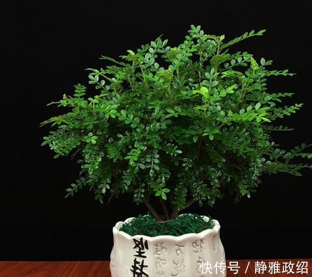 叶片|快扔掉家中发财树，真正好看还能净化空气的是这几种，高级又漂亮