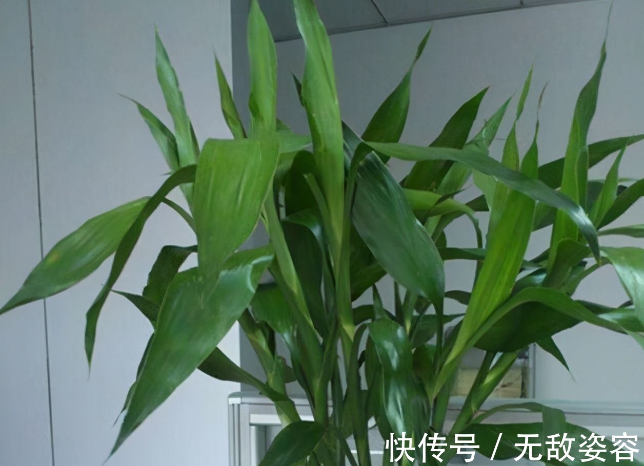 小栈|6种花,盆盆不超10块钱,买回家好养又好看