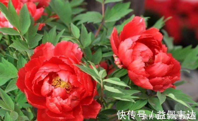 状元|4种“女神花”,婀娜多姿,漂亮高贵优雅,四季繁花似锦,美