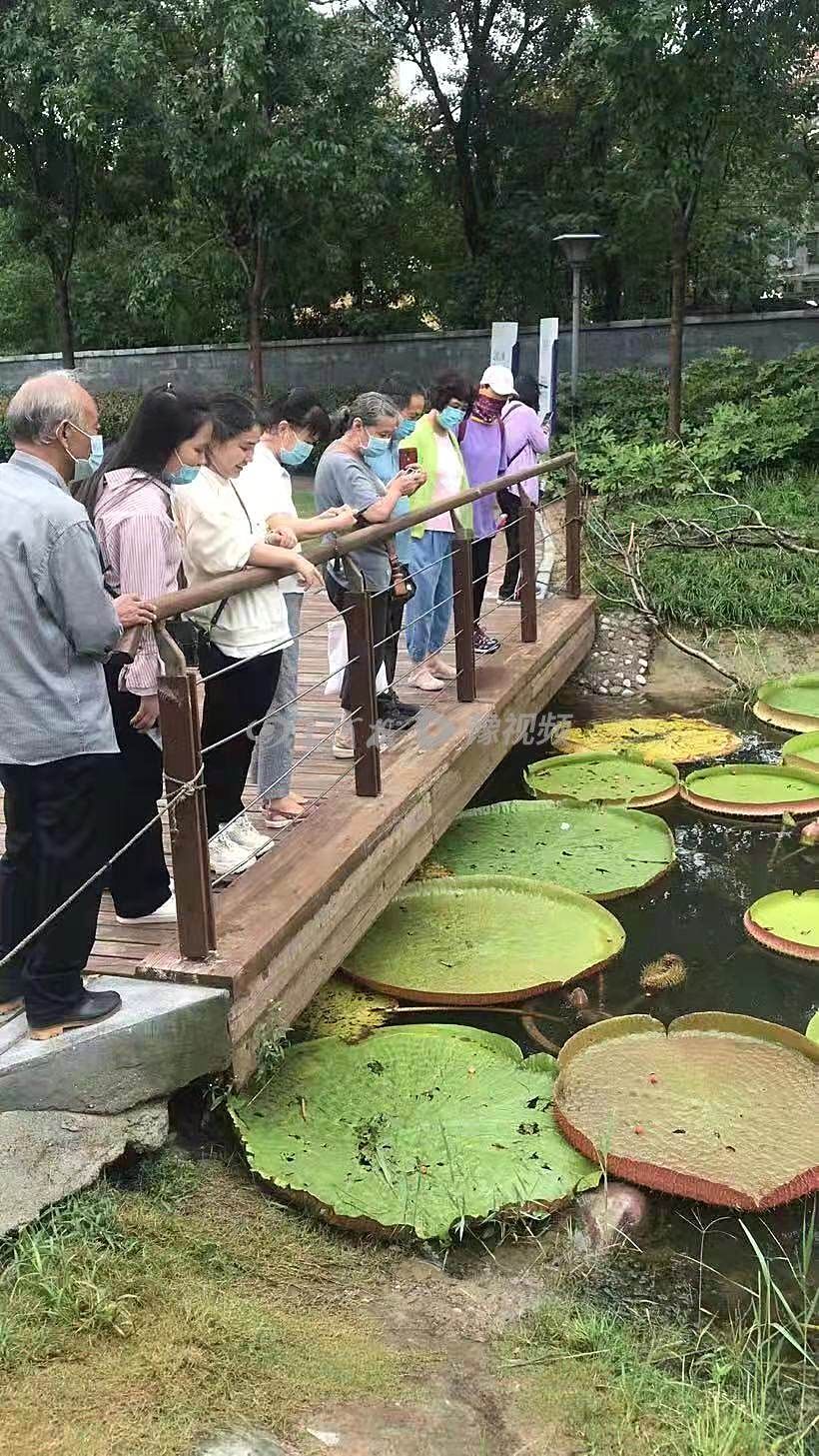 王莲|紫荆山公园上演“今夜不寂寞”不少市民深夜来访都是因为它