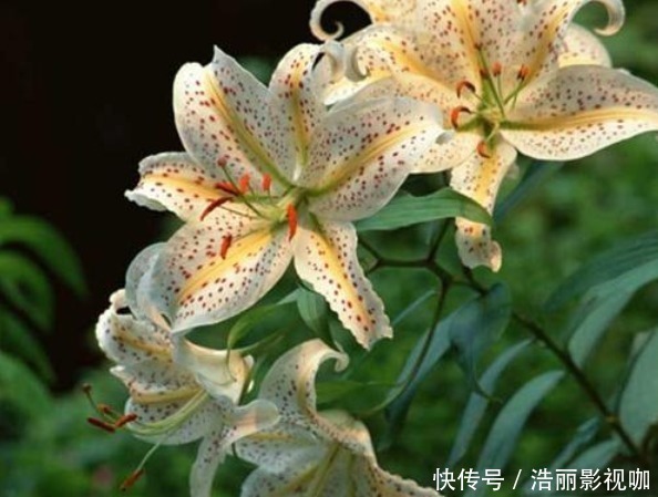 万事|能为家中添“好运”的3种花，新的一年迎好运，家中万事兴旺
