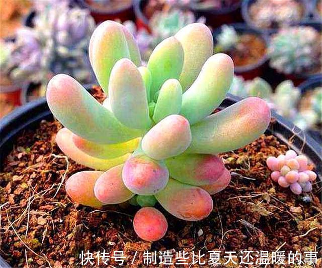 多肉乙女心养护新方法，化整为零，养成果冻色大老桩