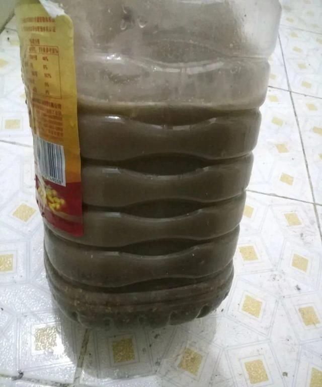 9种花真是老酒鬼,5天一小杯,叶子绿得像打蜡