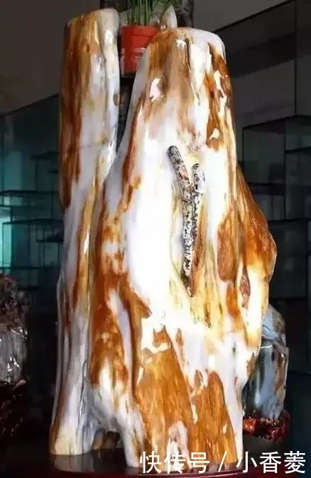 虫子|2亿年前的五条虫子 与大树一起变成了玉石!