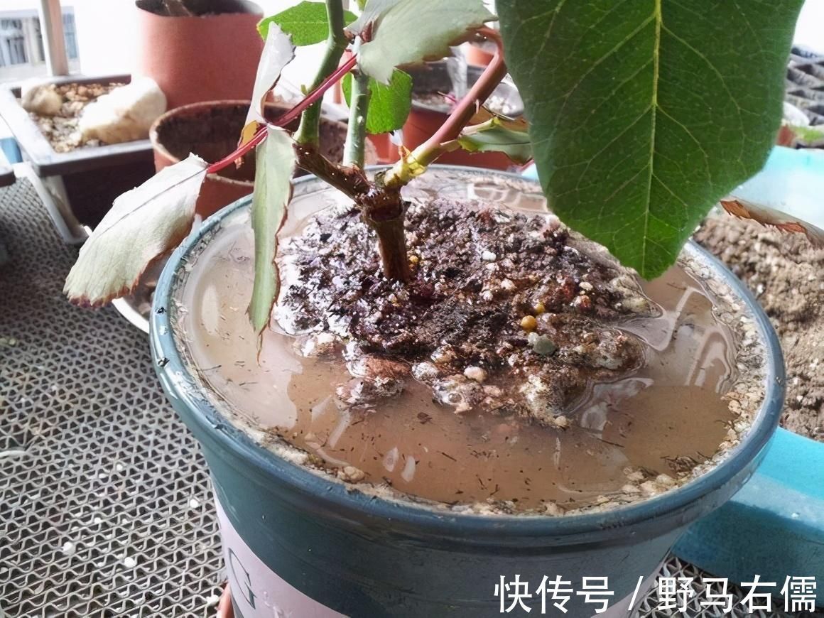 花盆|秋冬天养花,三种水不能拿来浇花,易黄叶烂根,养花人速看