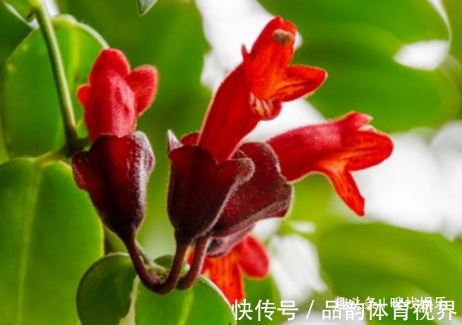 此花花姿别致,一朵朵鲜艳的花朵宛如口红一般,别具一番雅趣