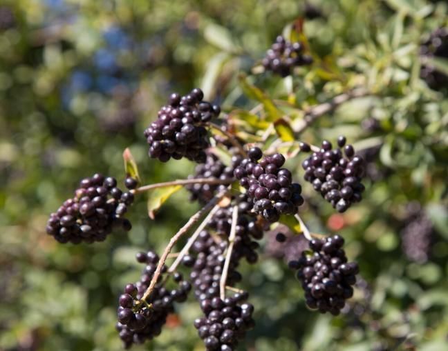 补肝肾的好药,李时珍:健腰膝,明目,安五脏