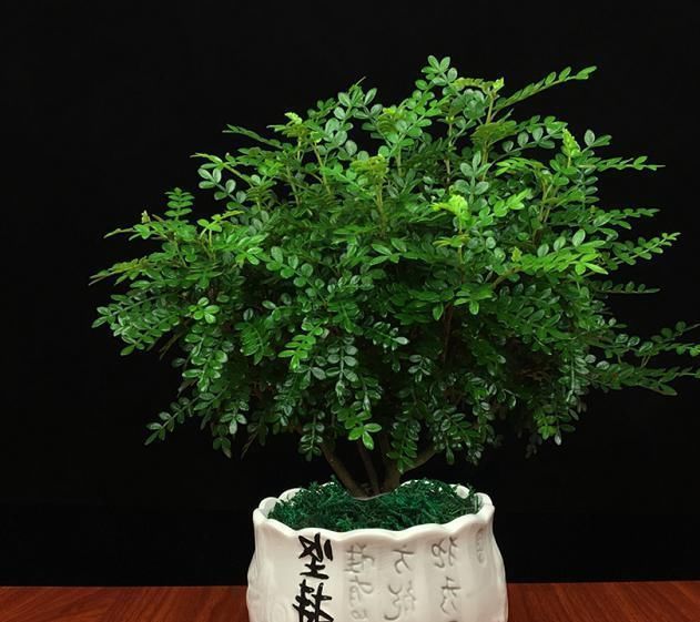 佛焰苞|快扔掉家中发财树,真正好看还能净化空气的是这几种,高级又漂亮