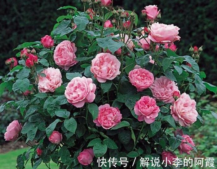 植株|5种花冬天假死后,可别丢了,注意保暖,来年开春还能发芽开花