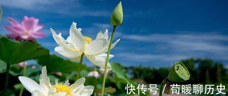 蒲草&他因一首诗打动苏轼,与苏轼结下一段旷世友谊,知音可遇不可求!