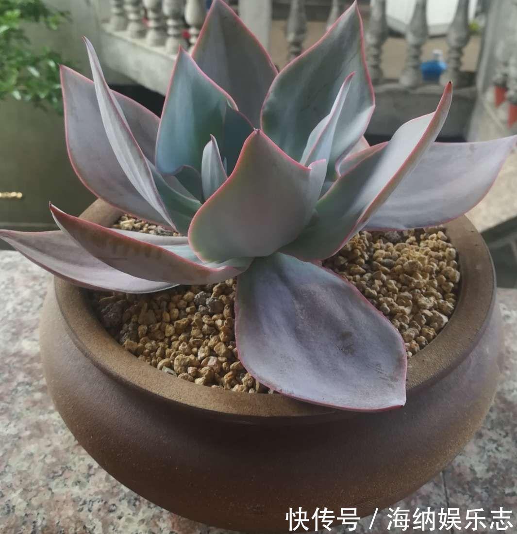 耐旱|4种多肉最适合懒人养，叶子厚实难徒长，养到就是赚到！