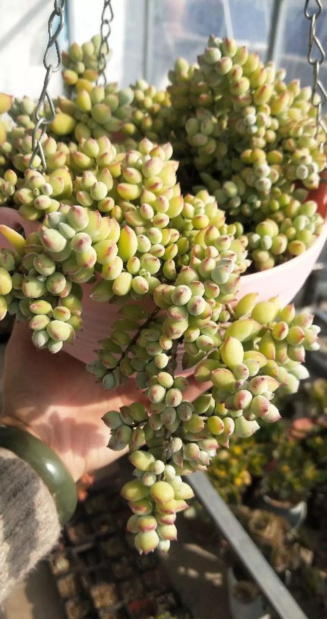 家里养盆它,挂窗边垂下2米绿窗帘,一开花更美!