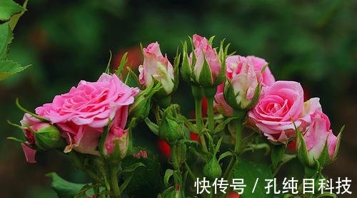 花卉|家里的一种东西,用来浇花,像打鸡血一般开得一茬接一茬