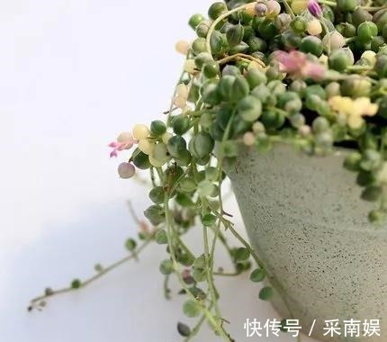 20款适合新手养的多肉,就算是养花杀手,也能养得又胖又美!