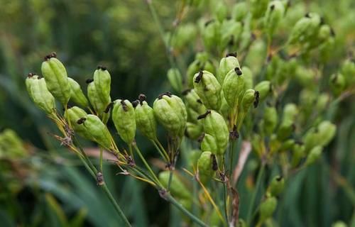 被人忽略的一味良药---射干