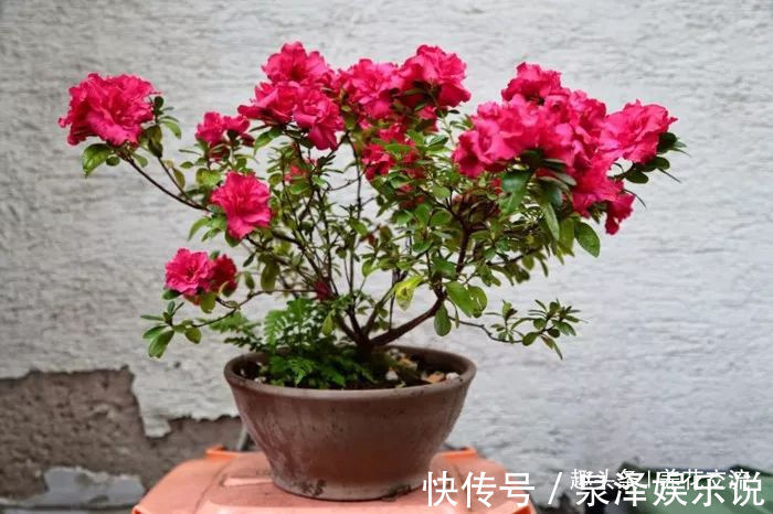 杜鹃花|过年适合在家里摆放着8种盆栽观赏植物，养护难度也比较低